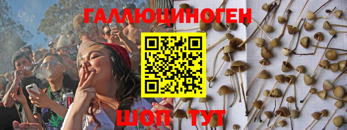 Галлюциногенные грибы Psilocybe  Псилоцибиновые грибы Psilocybe  дарнет шоп  Заволжье 